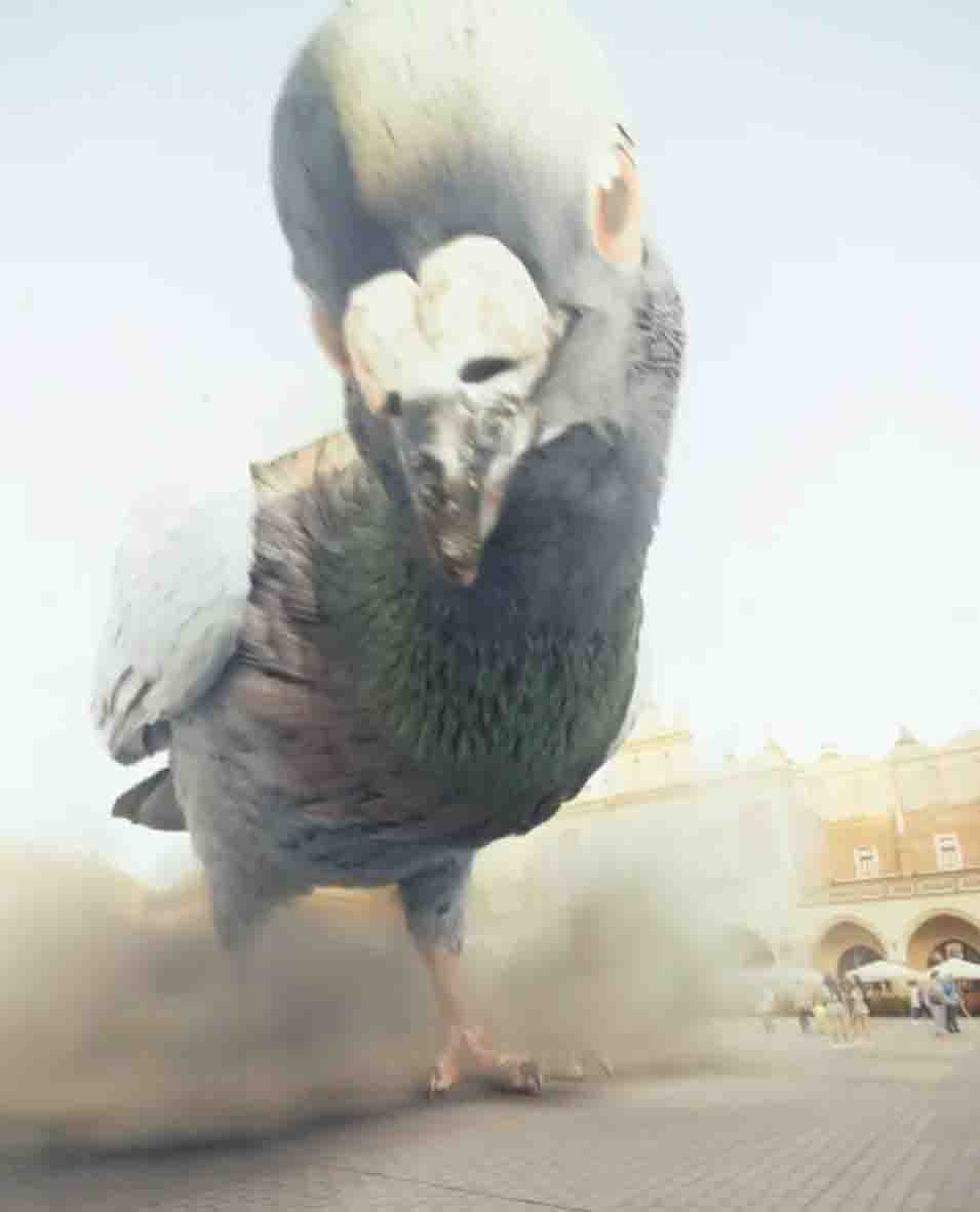 Monster Pigeon VFX